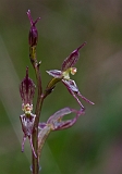 Acianthus exsertus Large Mosquito-orchid